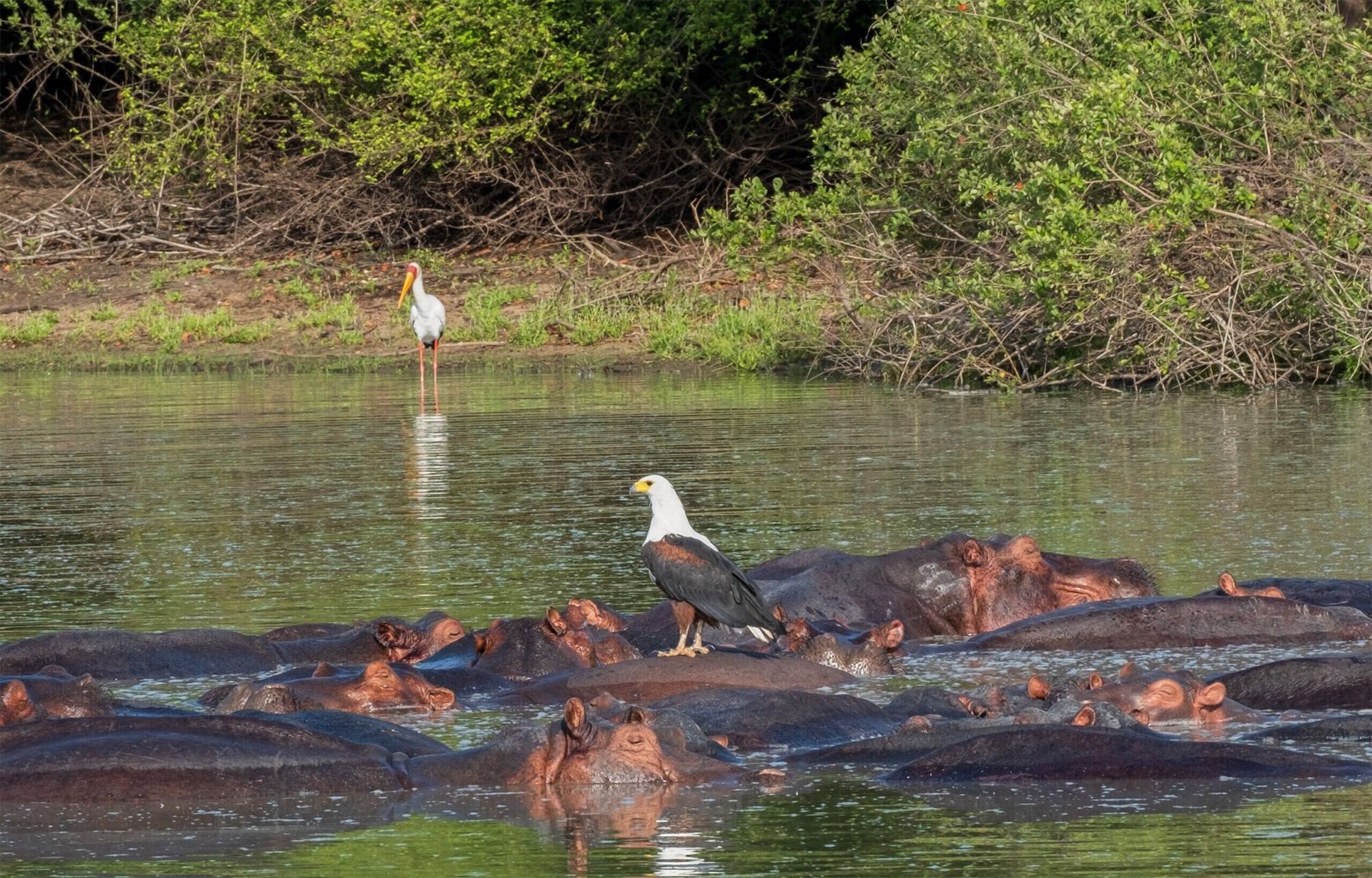 Птицы и орнитология Национального парка Руаха